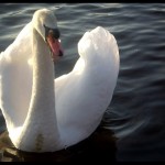 Swan 06