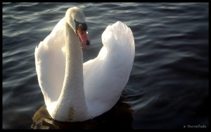 Swan 06