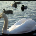 Swan 03