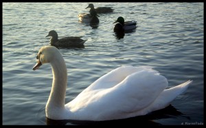 Swan 03