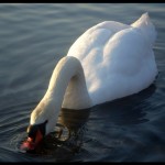 Swan 02