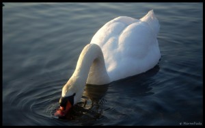 Swan 02