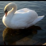 Swan 01