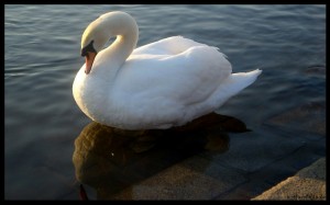 Swan 01